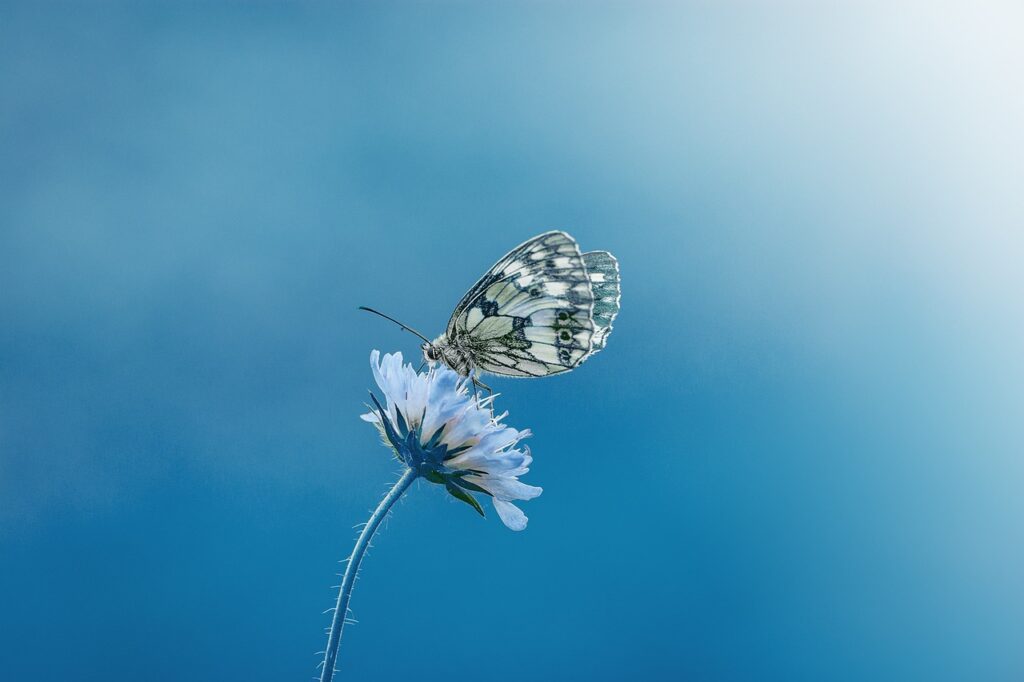 butterfly, flower, pollinate-1611794.jpg