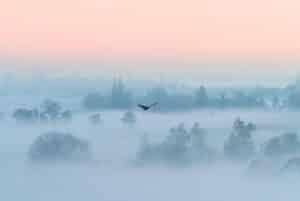 nature, fog, crow-6771338.jpg